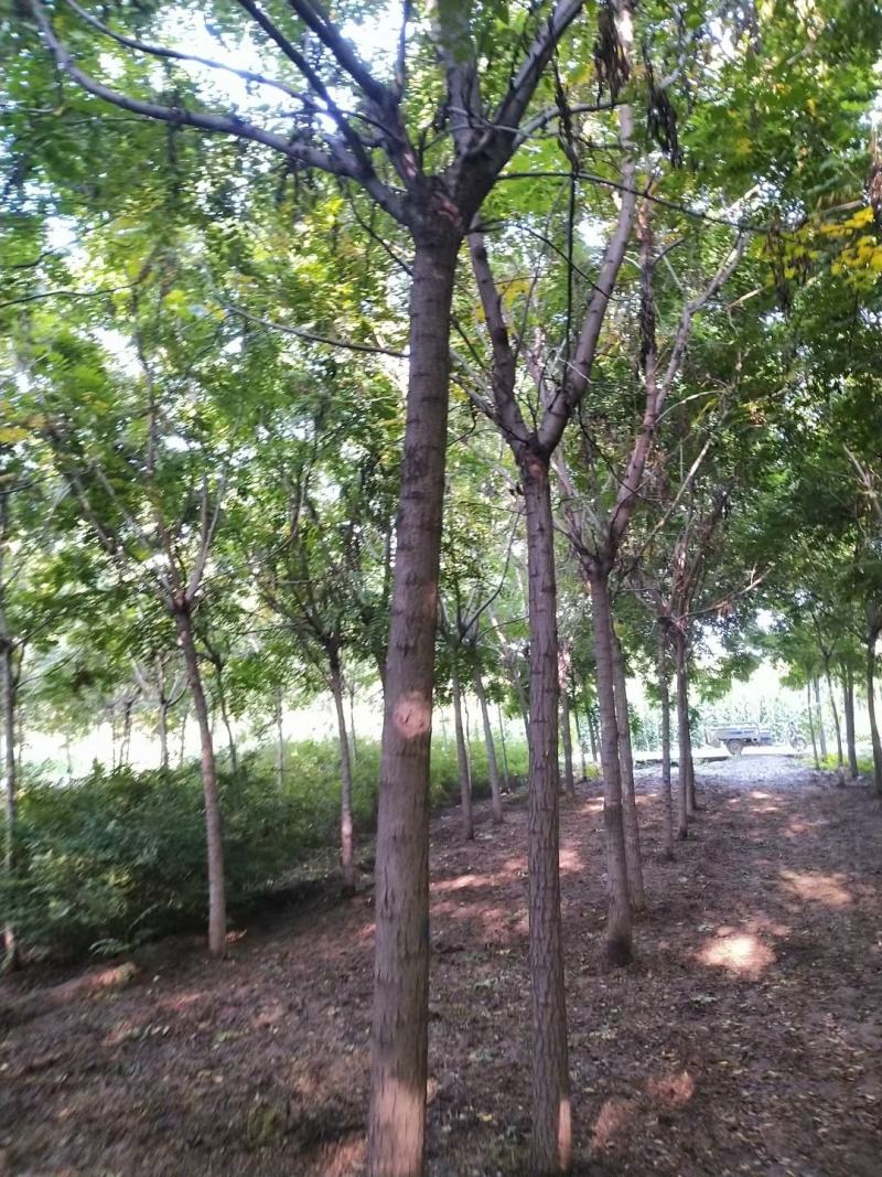 河北定州栾树北栾树树苗乔木大树绿化苗木行道树乔灌木