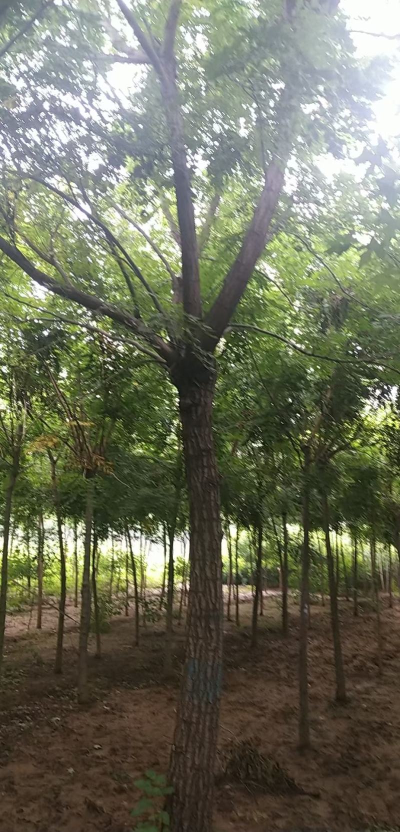 河北定州栾树北栾树树苗乔木大树绿化苗木行道树乔灌木