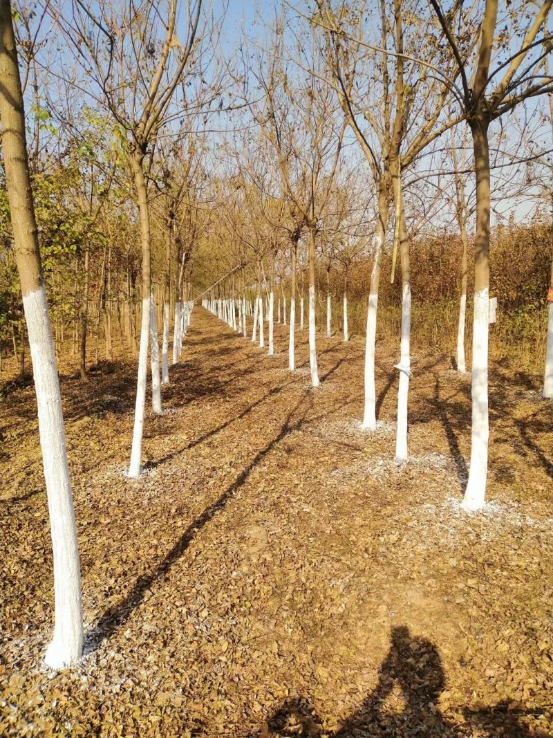 河北定州栾树北栾树树苗乔木大树绿化苗木行道树乔灌木