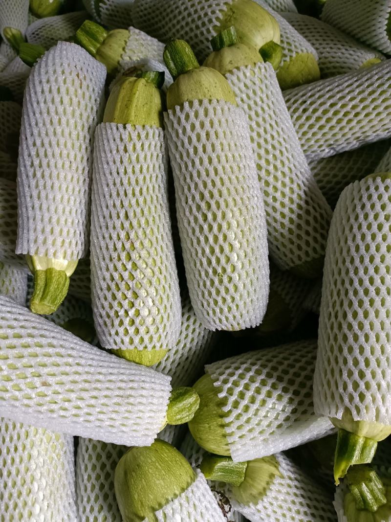西葫芦