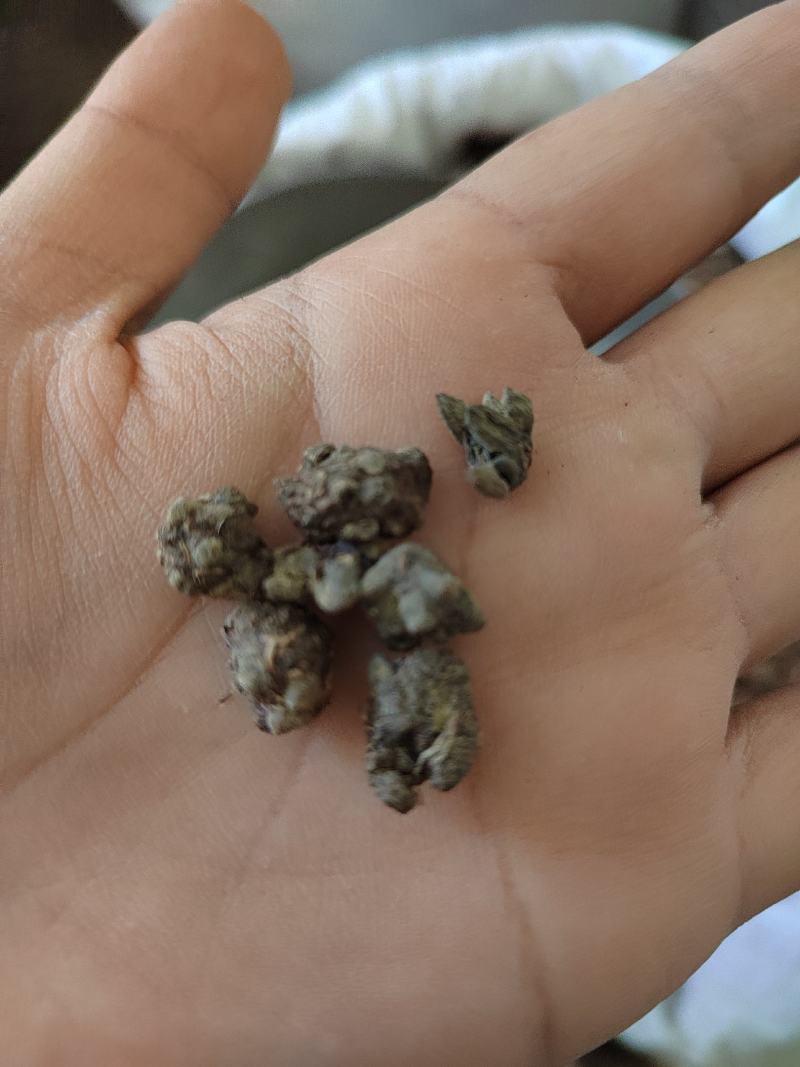 猫爪草，水洗猫爪草，中选货，纯干无硫，实物拍摄
