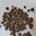 猫爪草，水洗猫爪草，中选货，纯干无硫，实物拍摄