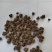 猫爪草，水洗猫爪草，中选货，纯干无硫，实物拍摄