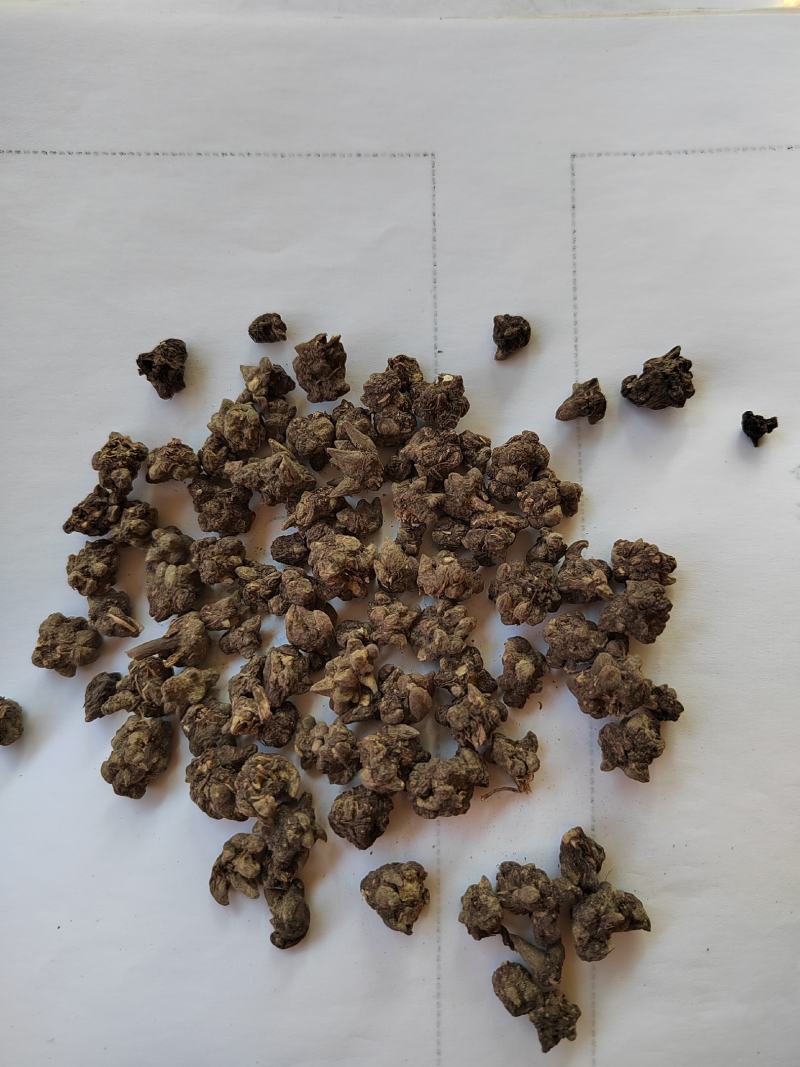 猫爪草，水洗猫爪草，中选货，纯干无硫，实物拍摄