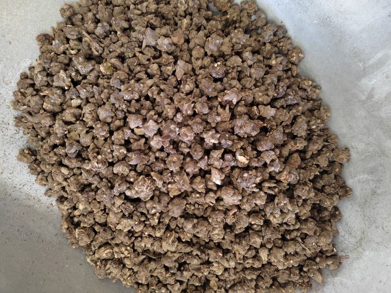 猫爪草，水洗猫爪草，中选货，纯干无硫，实物拍摄