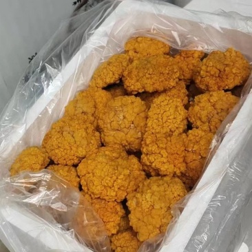 金耳菌