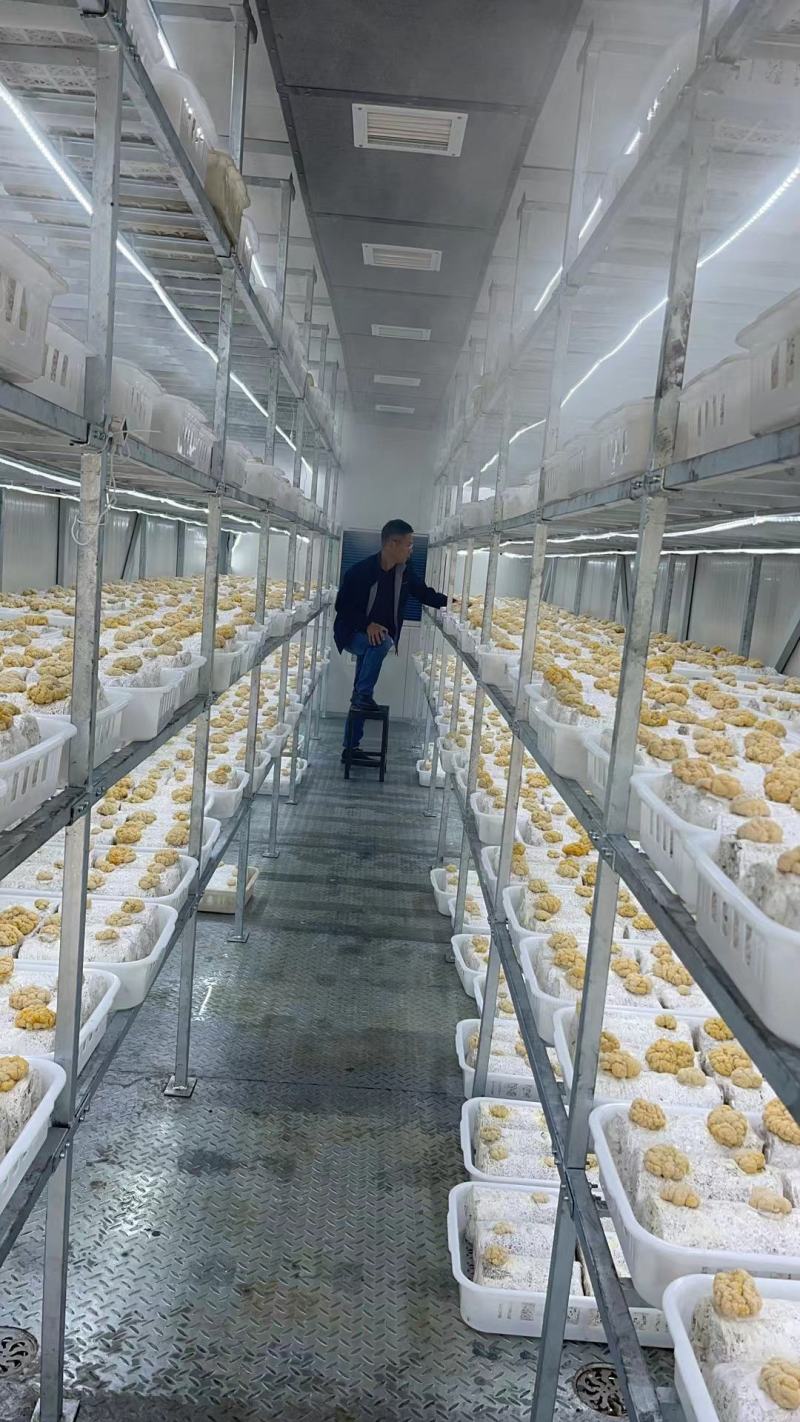 金耳菌