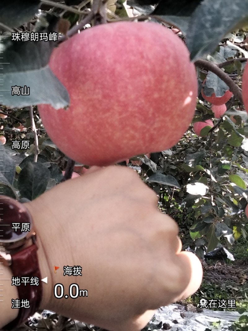 新疆阿克苏红旗坡红富士苹果，自家种植，价格便宜，品质保证