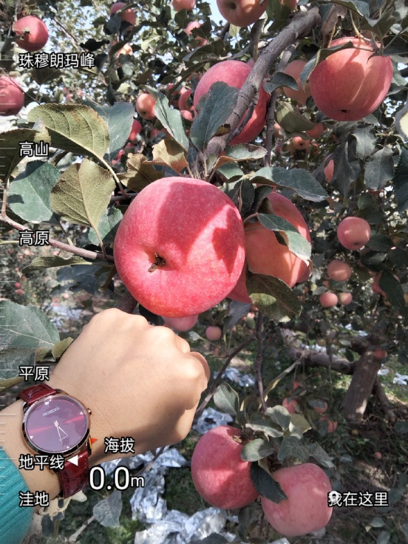 新疆阿克苏红旗坡红富士苹果，自家种植，价格便宜，品质保证