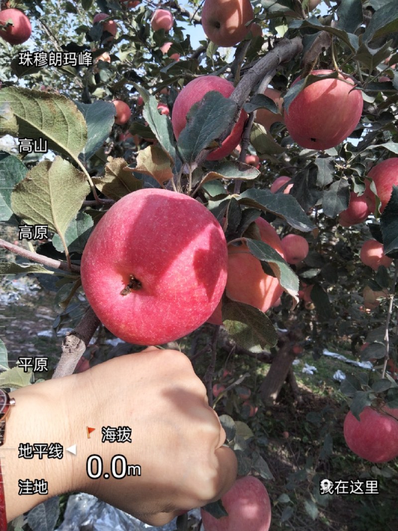 新疆阿克苏红旗坡红富士苹果，自家种植，价格便宜，品质保证