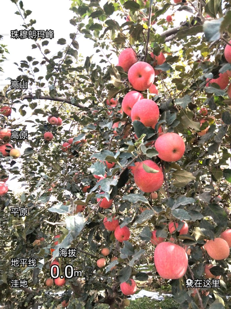 新疆阿克苏红旗坡红富士苹果，自家种植，价格便宜，品质保证