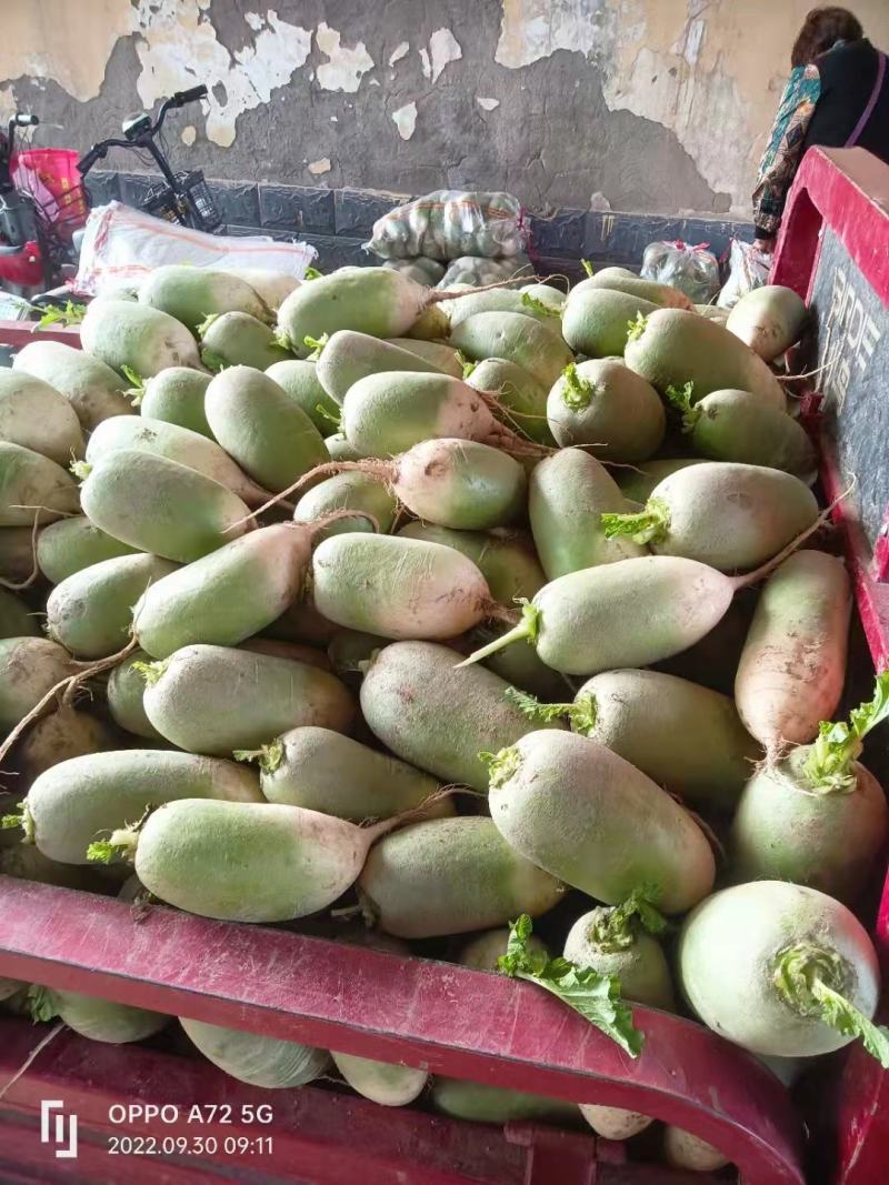 青萝卜，口感脆甜，货源充足，价格便宜，