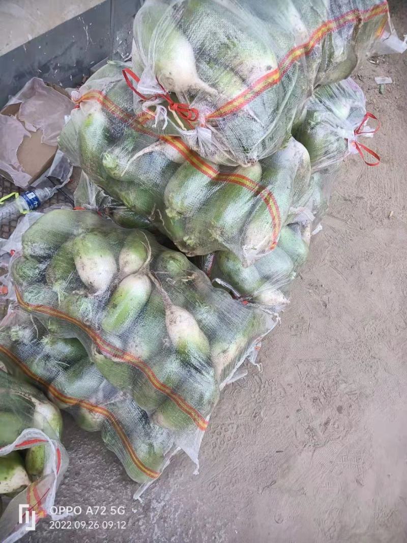 青萝卜，口感脆甜，货源充足，价格便宜，