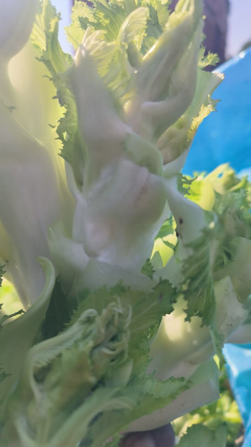 儿菜，砀山本地一手货源，种殖面积广，货源充足，代发全国，