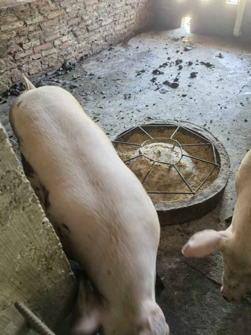 肉猪300斤左右，11桃随便看