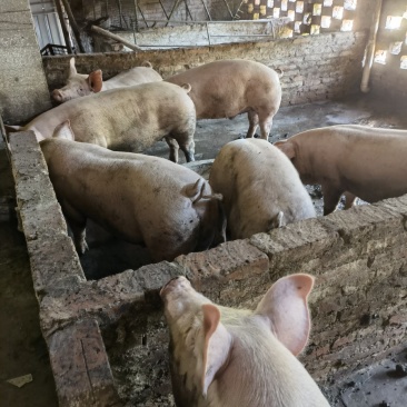 肉猪300斤左右，11桃随便看