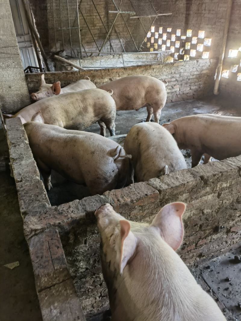 肉猪300斤左右，11桃随便看