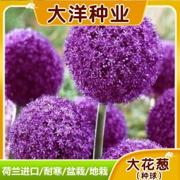 大花葱种球荷兰进口耐寒花卉盆栽植物庭院地栽大花葱种球
