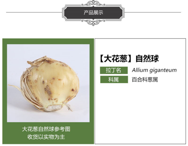 大花葱种球荷兰进口耐寒花卉盆栽植物庭院地栽大花葱种球
