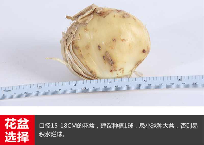 大花葱种球荷兰进口耐寒花卉盆栽植物庭院地栽大花葱种球