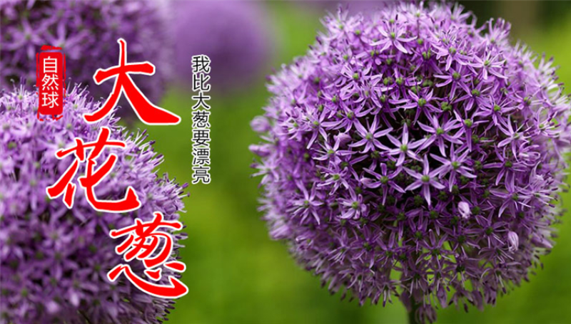 大花葱种球荷兰进口耐寒花卉盆栽植物庭院地栽大花葱种球