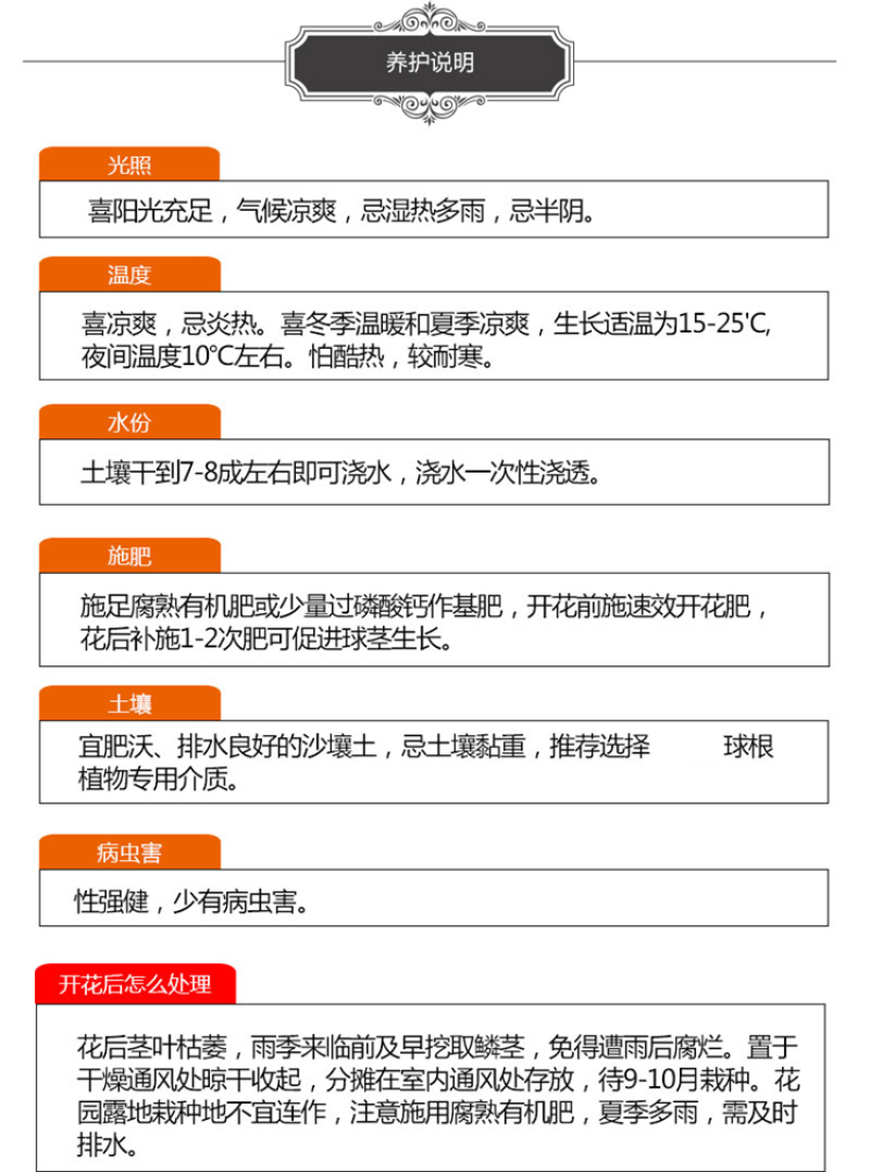 大花葱种球荷兰进口耐寒花卉盆栽植物庭院地栽大花葱种球