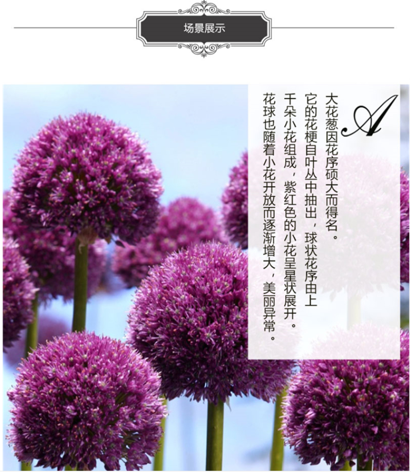 大花葱种球荷兰进口耐寒花卉盆栽植物庭院地栽大花葱种球