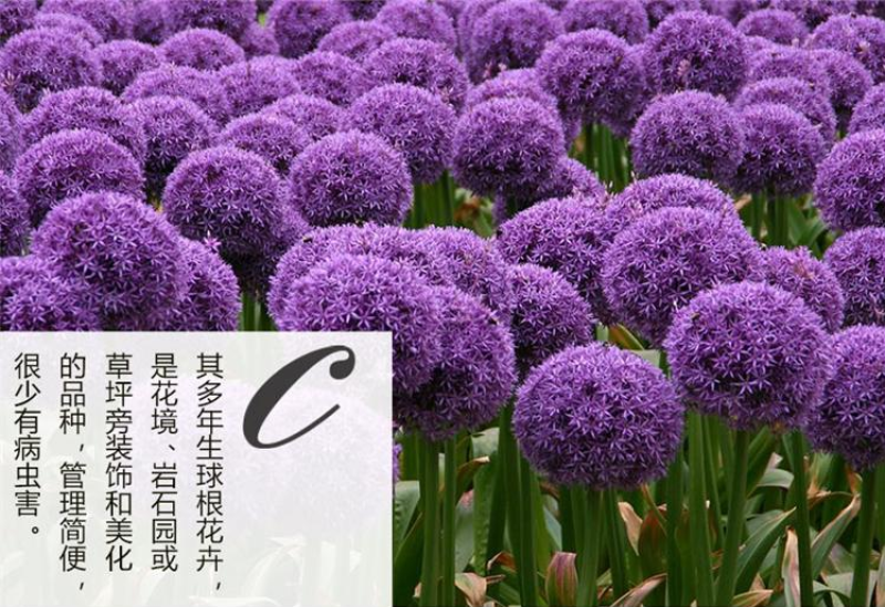 大花葱种球荷兰进口耐寒花卉盆栽植物庭院地栽大花葱种球