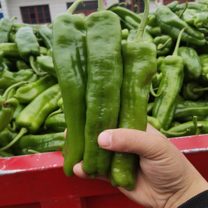 陕西大棚薄皮泡椒大量供应对接全国客商保质保量价格详谈