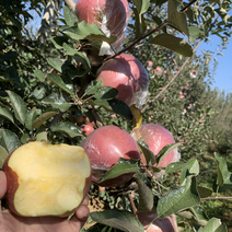 膜袋红富士苹果产地一手货源，万亩果园货源充足