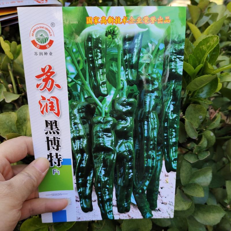 苏润黑绿色皱皮辣椒种子品种皱皮羊角形味香辣皮薄皱辣椒种