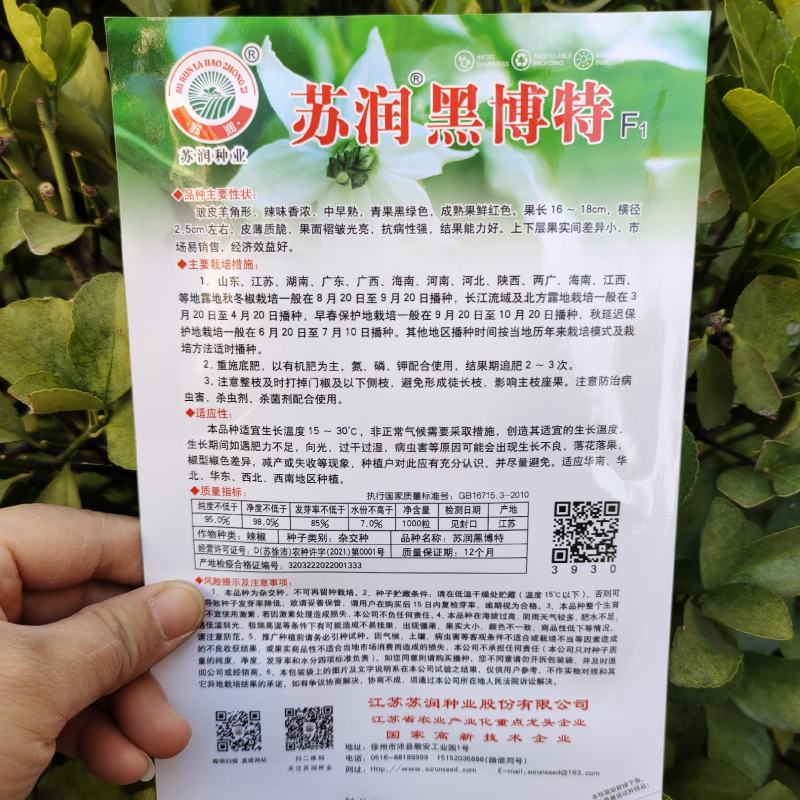 苏润黑绿色皱皮辣椒种子品种皱皮羊角形味香辣皮薄皱辣椒种