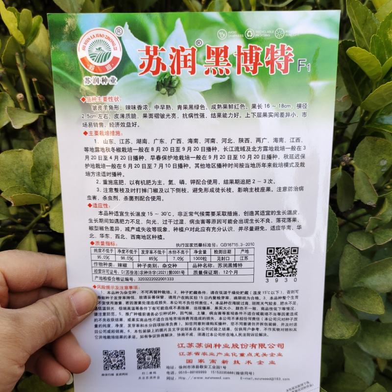 苏润黑绿色皱皮辣椒种子品种皱皮羊角形味香辣皮薄皱辣椒种