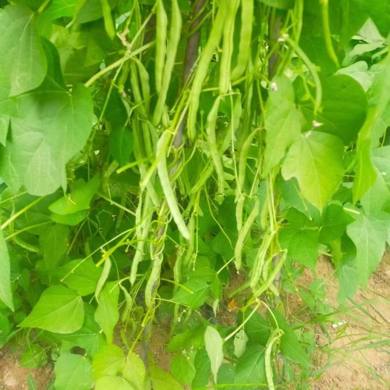 慕兰多十寸嫩豆角种子四季豆种子白肉豆种子菜农种植户大田