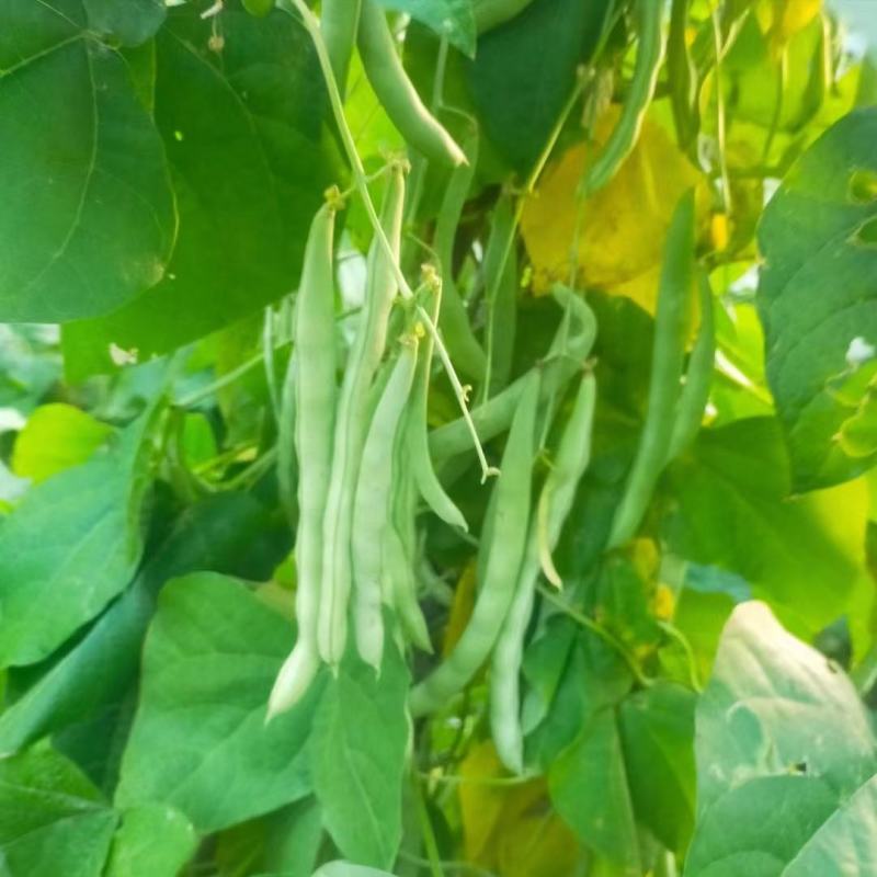 慕兰多十寸嫩豆角种子四季豆种子白肉豆种子菜农种植户大田