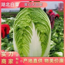 【荐】黄心白菜湖北大白菜产地批发货源量大欢迎实地考