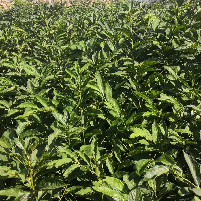 1.5公分2公分黑枣苗价格黑枣树苗君迁子苗软枣树
