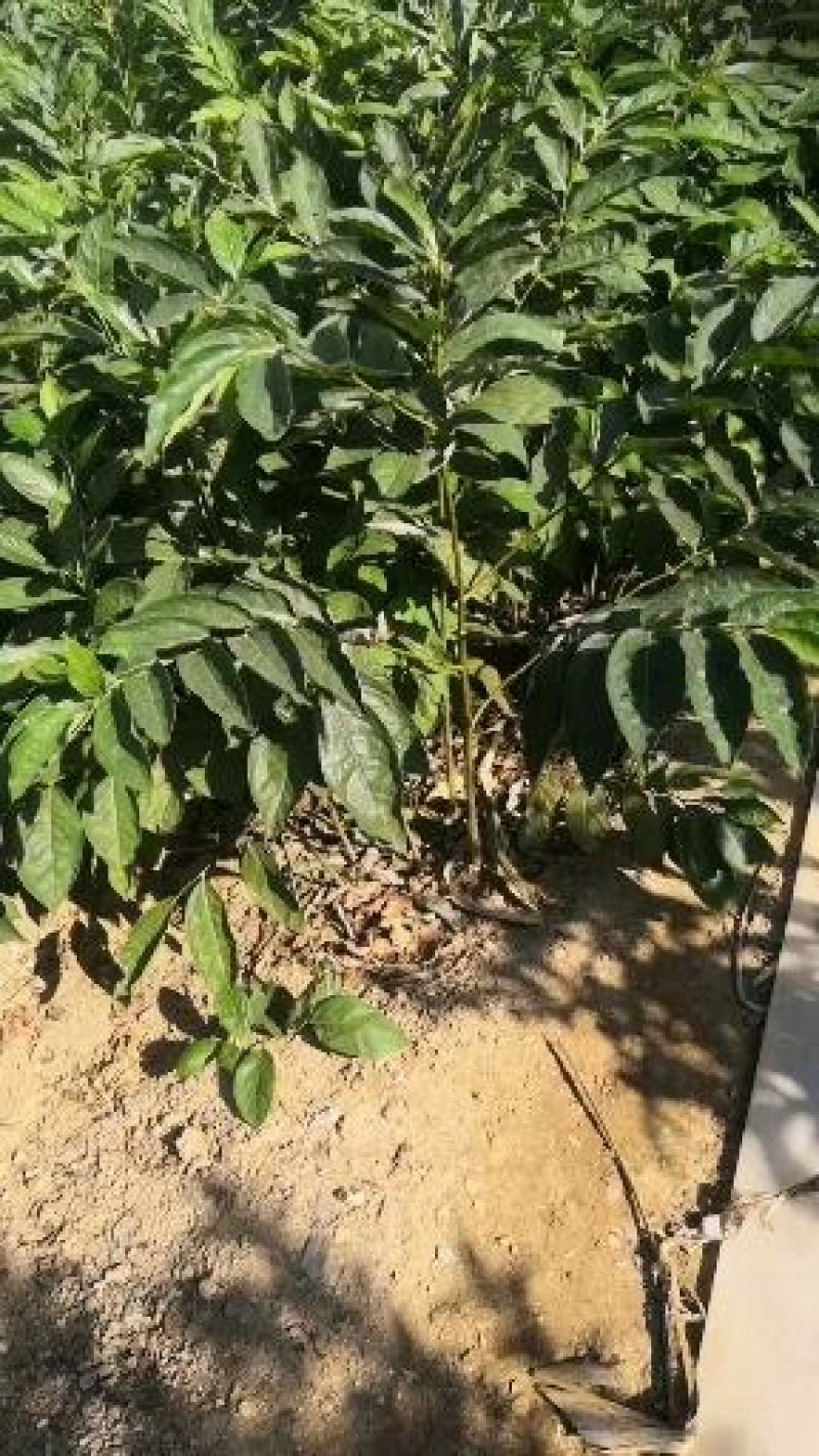 1.5公分2公分黑枣苗价格黑枣树苗君迁子苗软枣树