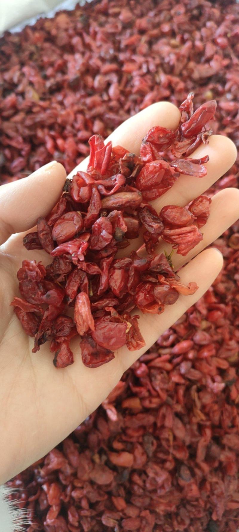 山茱萸山萸肉河南产地大货（祥泰药材栈）中药材批发零售