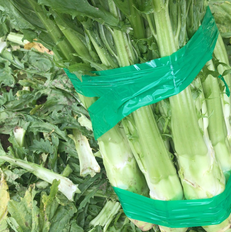 精品棒菜陆续上市、无空心无起苔、鲜嫩皮薄肉质细嫩