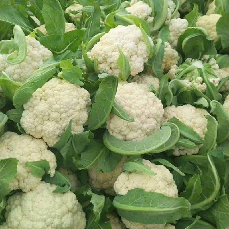 花菜松花菜大量上市产地发货量大从优欢迎来电咨询