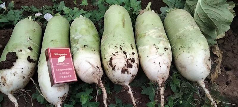 河南产地一手青头萝卜个头匀称大量上市需要的老板联系