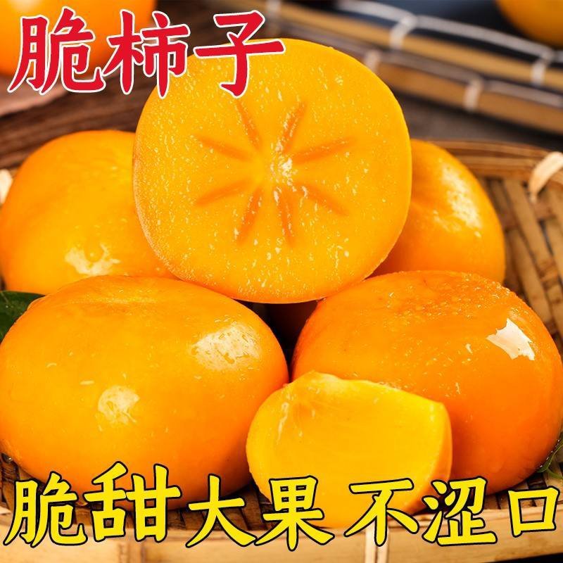 【自然脱涩】柿子树苗山东无核脆甜柿巧克力黑柿磨盘柿火晶柿