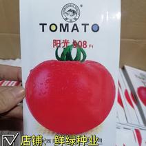 高秧粉红大果型耐贮运番茄种子阳光908