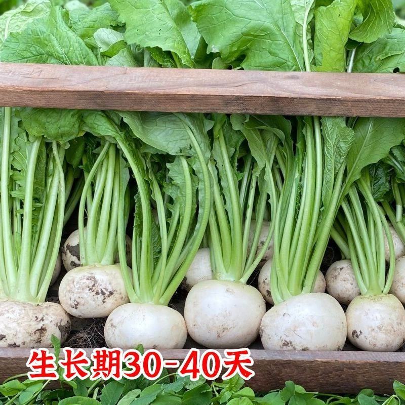 神禾白丁萝卜种子菜籽芜菁籽种四季小白樱桃水果萝卜种子