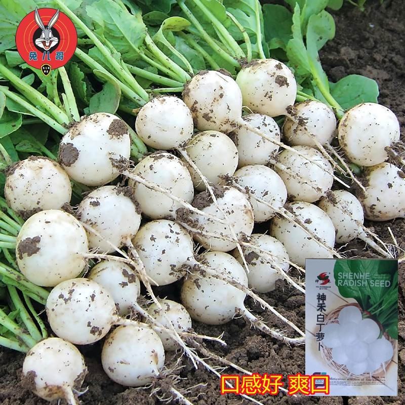 神禾白丁萝卜种子菜籽芜菁籽种四季小白樱桃水果萝卜种子