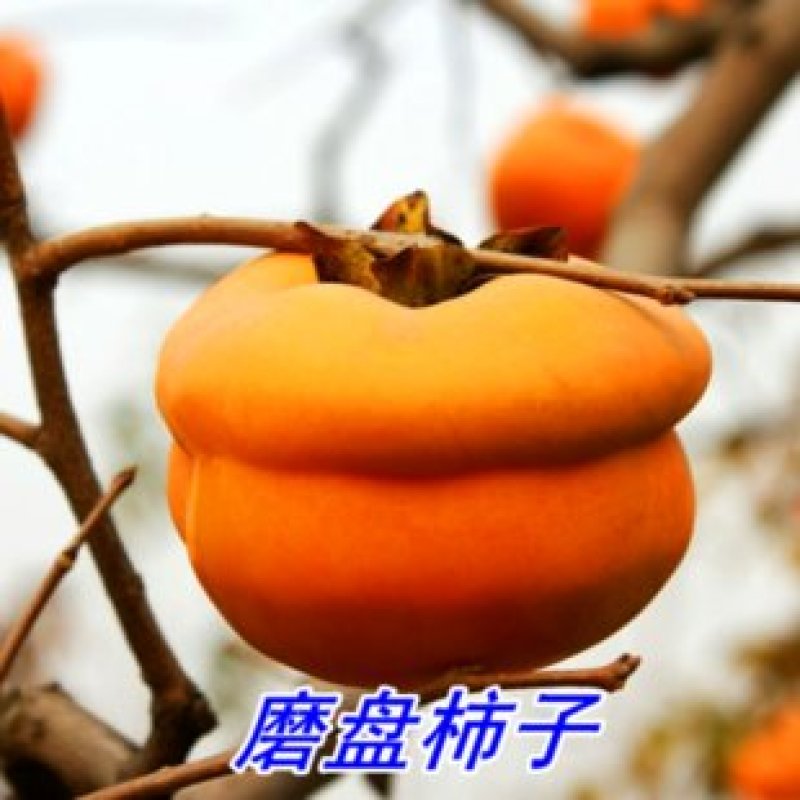 【自然脱涩】柿子树苗山东无核脆甜柿巧克力黑柿磨盘柿火晶柿