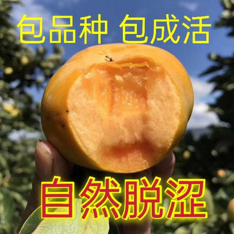【自然脱涩】柿子树苗山东无核脆甜柿巧克力黑柿磨盘柿火晶柿