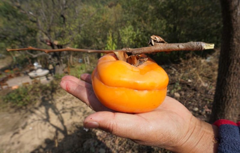【自然脱涩】柿子树苗山东无核脆甜柿巧克力黑柿磨盘柿火晶柿