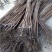 【自然脱涩】柿子树苗山东无核脆甜柿巧克力黑柿磨盘柿火晶柿